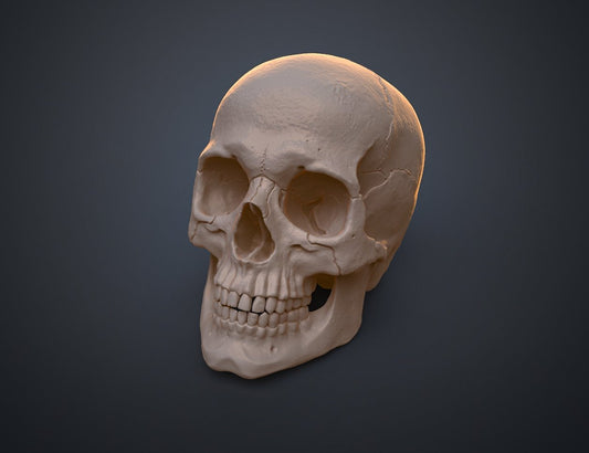 Halloween Human Skull